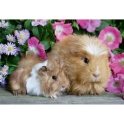 Ravensburger Puzzel 2x12 Stukjes Knuffeltijd -Speelgoed Kortingswinkel 4005556051441 2