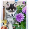 Ravensburger Volwassenen Puzzel 500 Stukjes Schattige Husky -Speelgoed Kortingswinkel 4005556136827