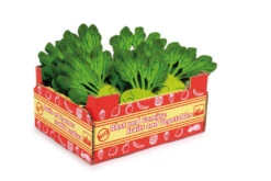 Small Foot Doos "Koolrabi